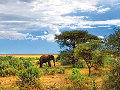 Safari Tsavo East-West (2 Noci) + Jacaranda